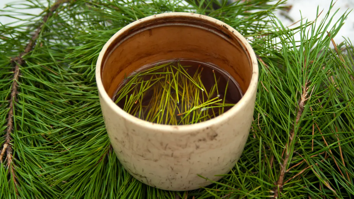 Cup of black tea with pine tree needles in it on green needles background side view. Healthy beverage tea in old cup.