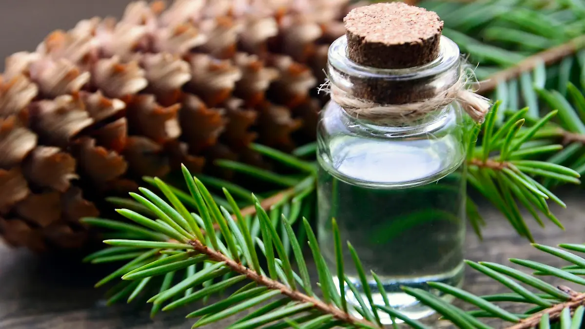 Fir needle essential oil in a glass bottle and green coniferous tree branches with cones.Spruce aroma oil for spa,aromatherapy and bodycare.Selective focus.