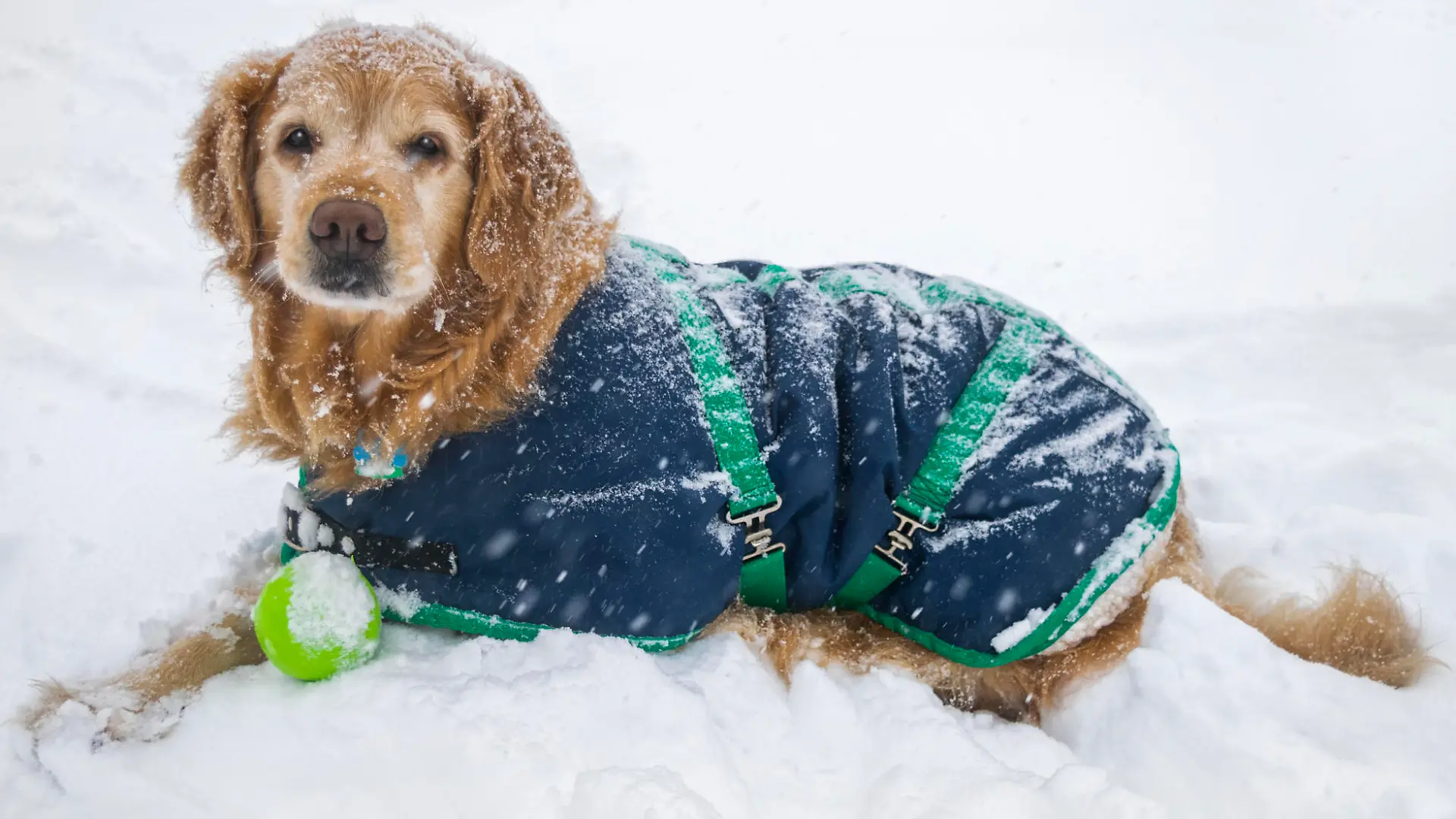 A Senior 10 year old Golden Retriever with snow and gray hair on her face, looking at the camera with her green ball lying outside in the snow. This dog is wearing a blue coat, also known as a blanket, with green trim that helps protect her while she is outside in the snow. "Dutchess"