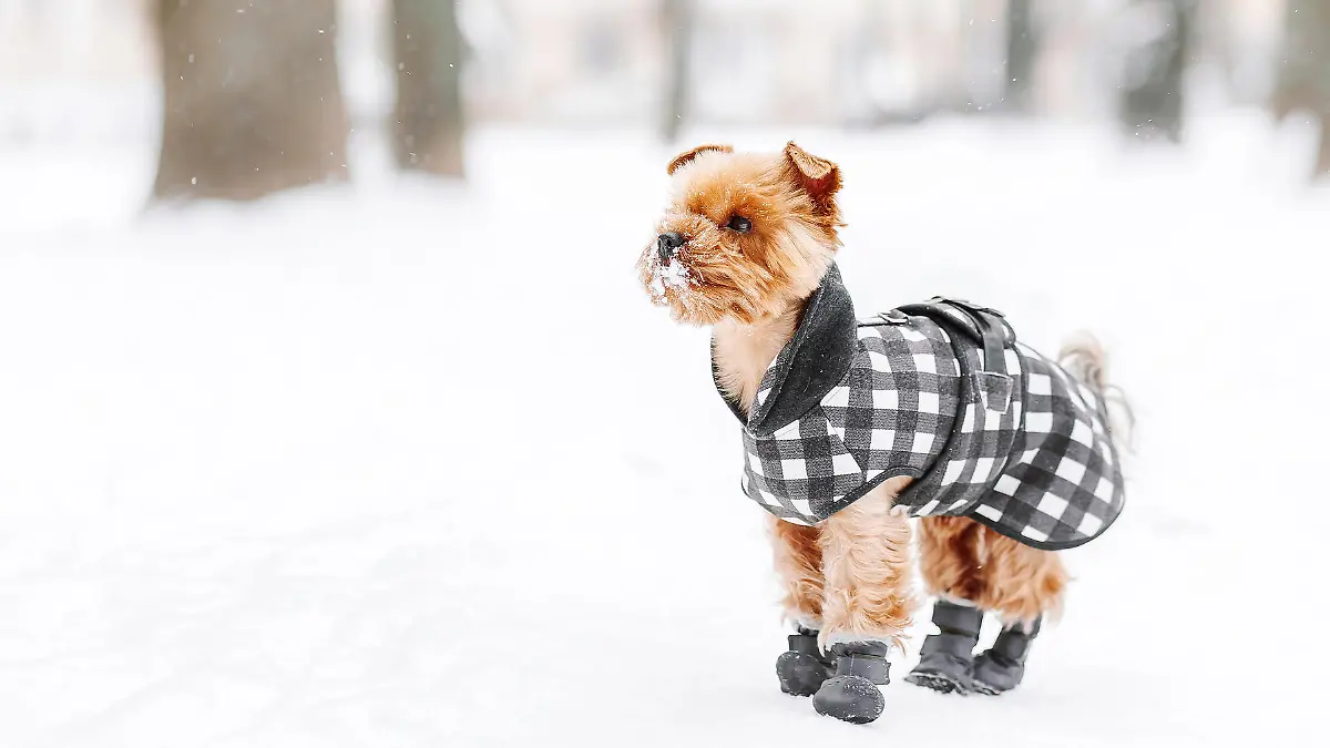 Yorkshire terrier in the snow wearing playing in the park on the snow. Winter time. Dog in coat and boots on white snowy background