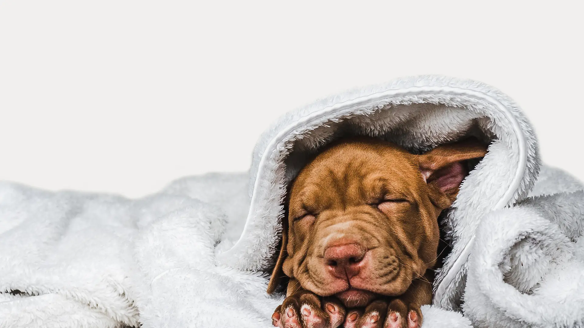 Charming, adorable puppy of brown color. Close-up, indoor. Studio photo. Concept of care, education, obedience training, raising pets