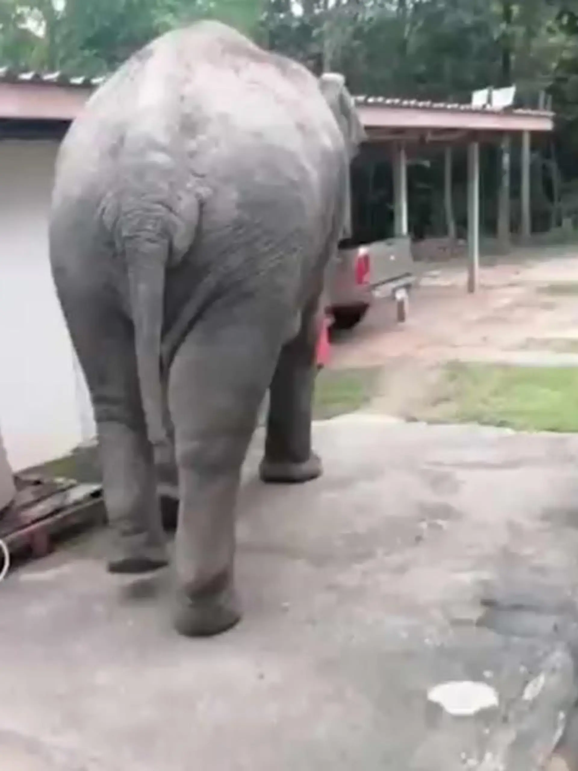 Der Elefant zeigte sich in dem thailändischen Dorf aggressiv.