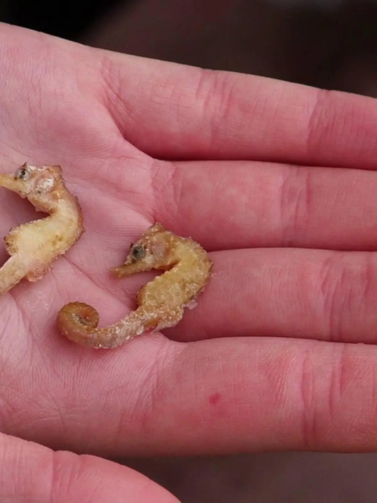 Die beiden Seepferdchen wurden nur durch Zufall am Strand von Wangerooge entdeckt.