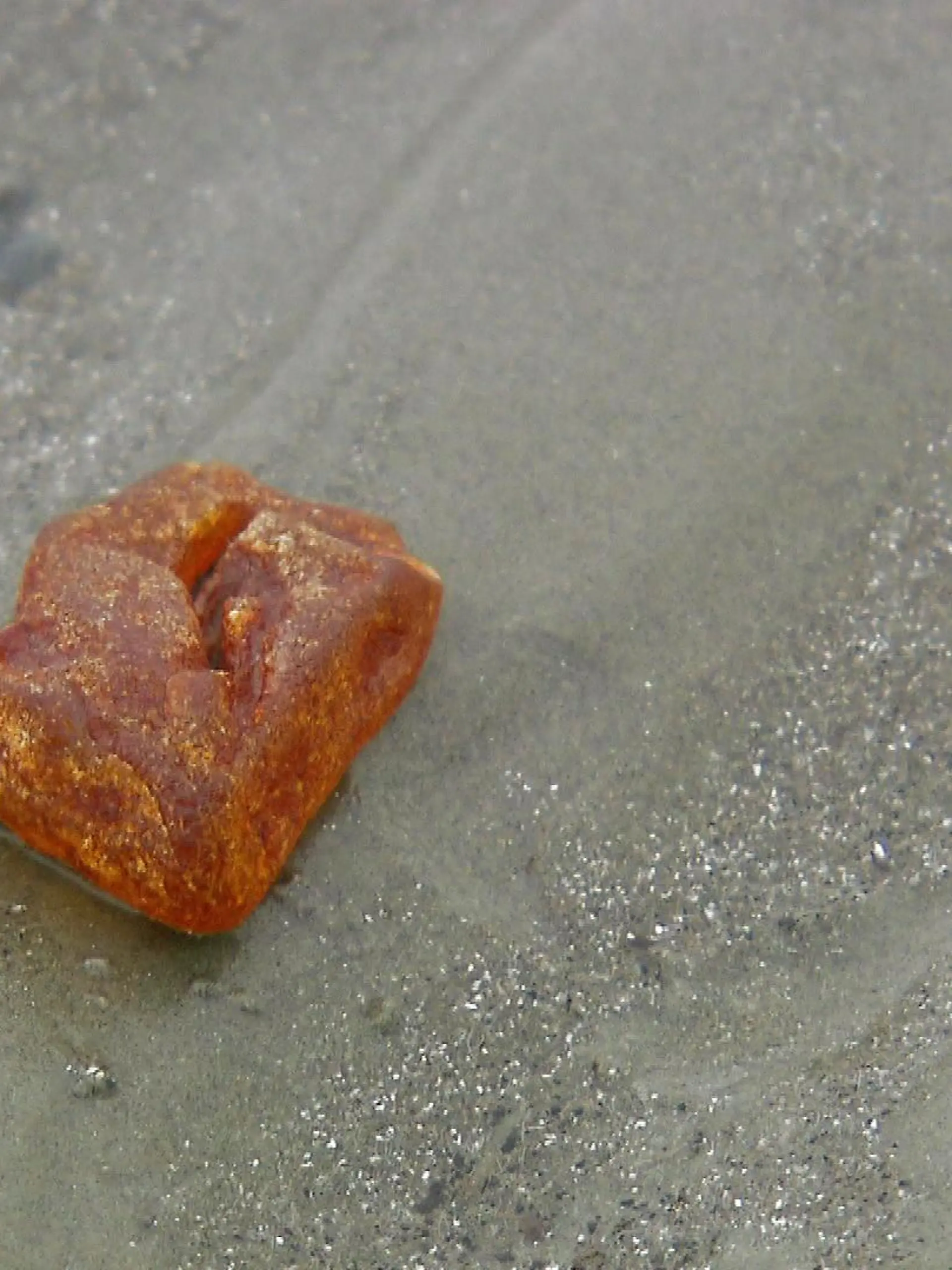 Bernsteinfund im Watt der Nordsee