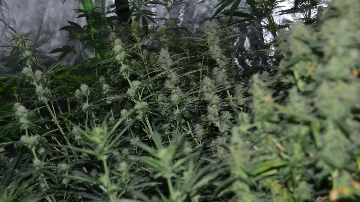 Plantage_1