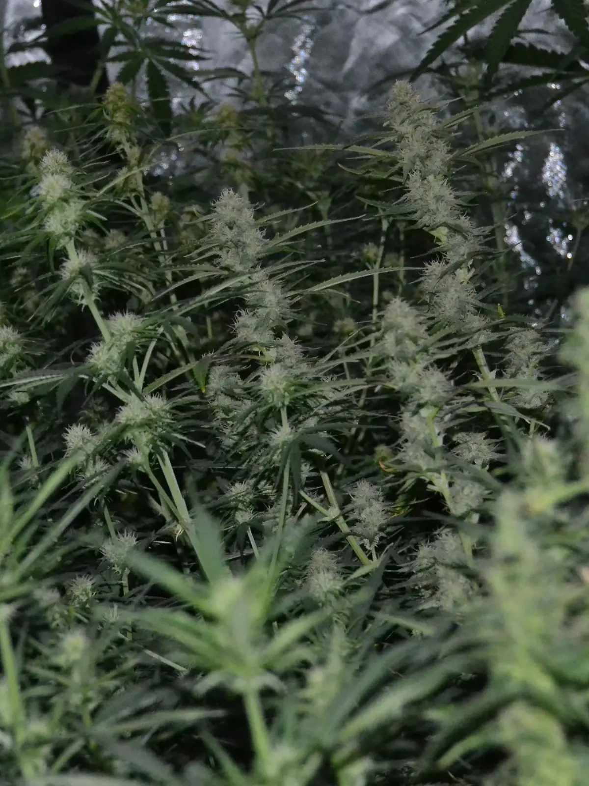 Plantage_1