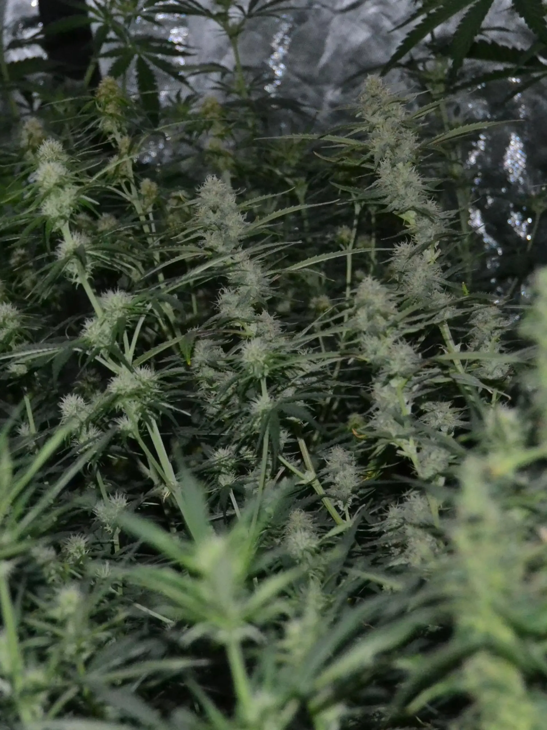 Plantage_1