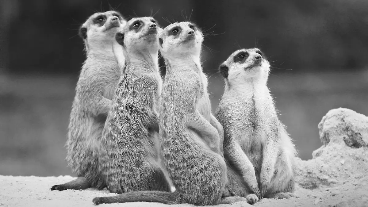 HANDOUT - 24.09.2021, Bayern, München: Vier Erdmännchen aus dem Tierpark Hellabrunn in München stehen auf einem Erdhügel (undatierte Aufnahme). Trauer in Hellabrunn: Bei einem Unfall sind alle vier Erdmännchen des Münchner Tierparks ums Leben gekommen. (zu dpa «Tödlicher Unfall: Alle Erdmännchen im Tierpark Hellabrunn verschüttet»). Foto: ---/Tierpark Hellabrunn/dpa - ACHTUNG: Nur zur redaktionellen Verwendung im Zusammenhang mit einer Berichterstattung über (die Sendung/den Film/die Auktion/die Ausstellung/das Buch) und nur mit vollständiger Nennung des vorstehenden Credits +++ dpa-Bildfunk +++