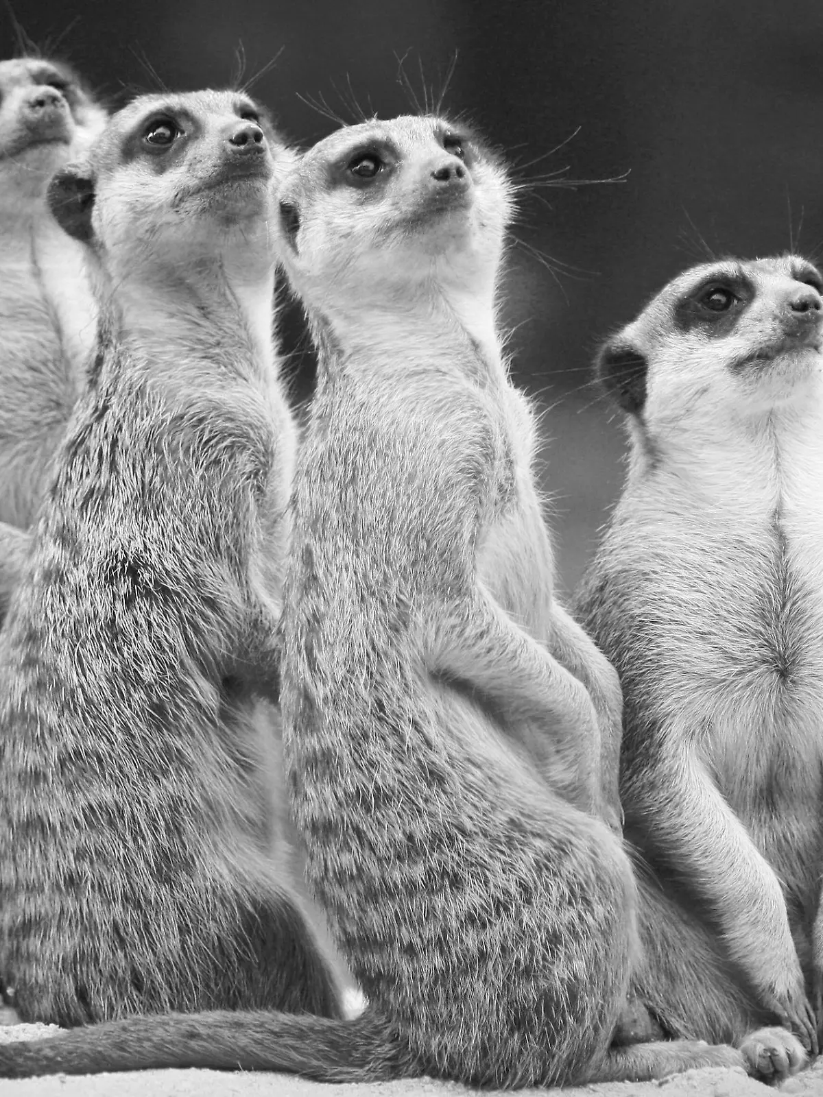 HANDOUT - 24.09.2021, Bayern, München: Vier Erdmännchen aus dem Tierpark Hellabrunn in München stehen auf einem Erdhügel (undatierte Aufnahme). Trauer in Hellabrunn: Bei einem Unfall sind alle vier Erdmännchen des Münchner Tierparks ums Leben gekommen. (zu dpa «Tödlicher Unfall: Alle Erdmännchen im Tierpark Hellabrunn verschüttet»). Foto: ---/Tierpark Hellabrunn/dpa - ACHTUNG: Nur zur redaktionellen Verwendung im Zusammenhang mit einer Berichterstattung über (die Sendung/den Film/die Auktion/die Ausstellung/das Buch) und nur mit vollständiger Nennung des vorstehenden Credits +++ dpa-Bildfunk +++