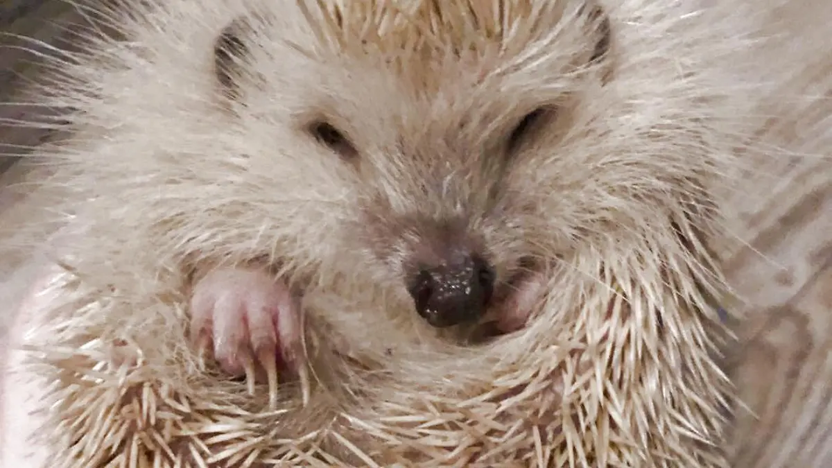 Gismo ist ein Albion-Igel. Weil er krank ist, wird er von Tierschützerin Vanessa Haloui geflegt.