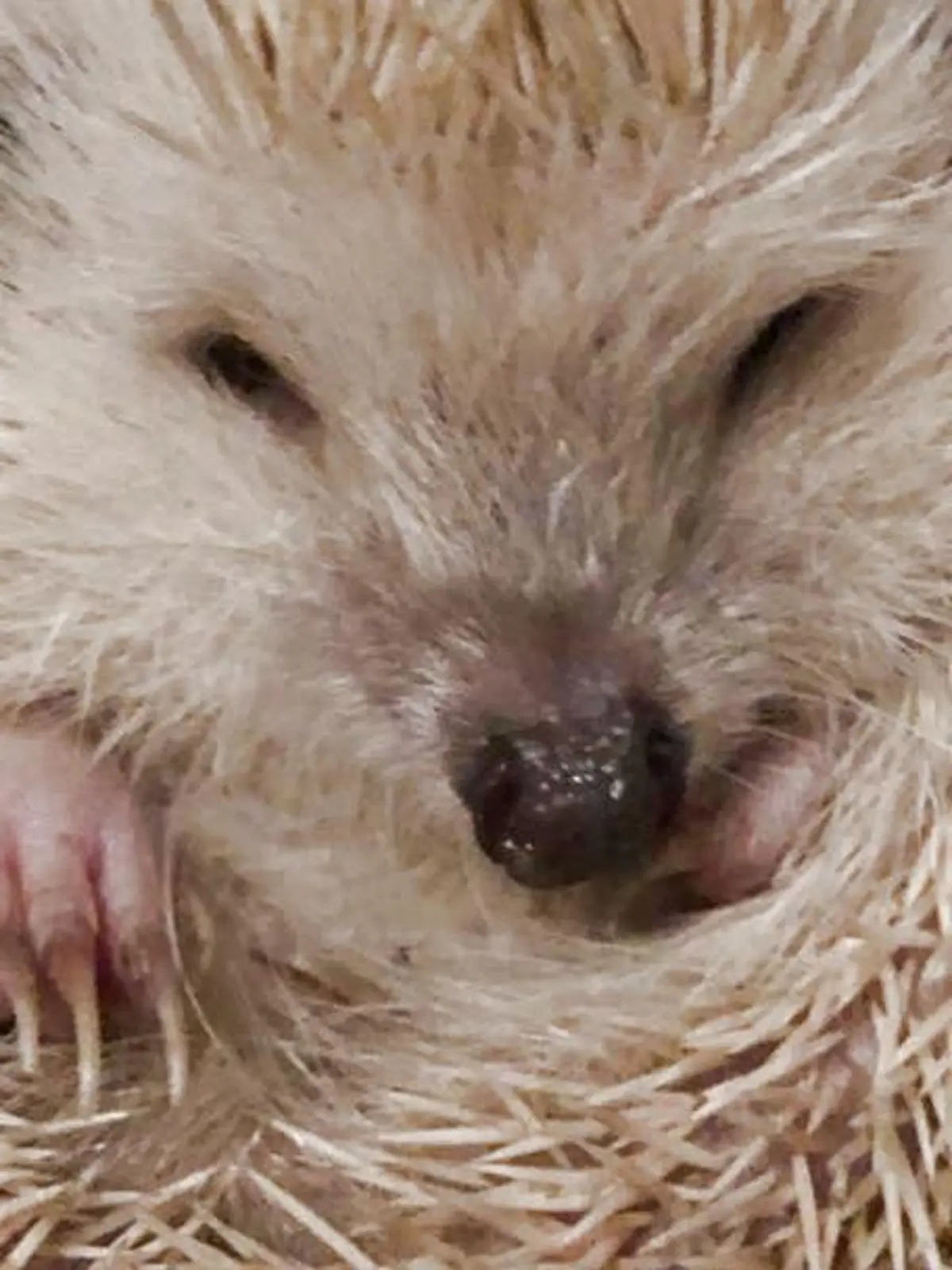 Gismo ist ein Albion-Igel. Weil er krank ist, wird er von Tierschützerin Vanessa Haloui geflegt.