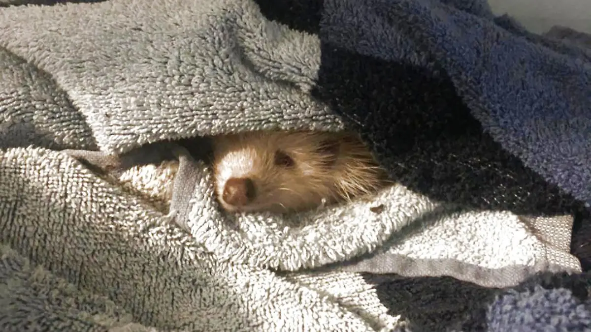 Gismo ist ein Albion-Igel. Weil er krank ist, wird er von Tierschützerin Vanessa Haloui geflegt.