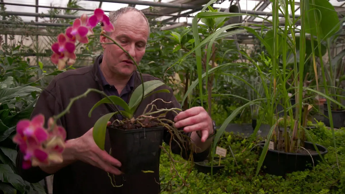 Die Orchideen eignen sich wunderbar als Wohnungs-Pflanze