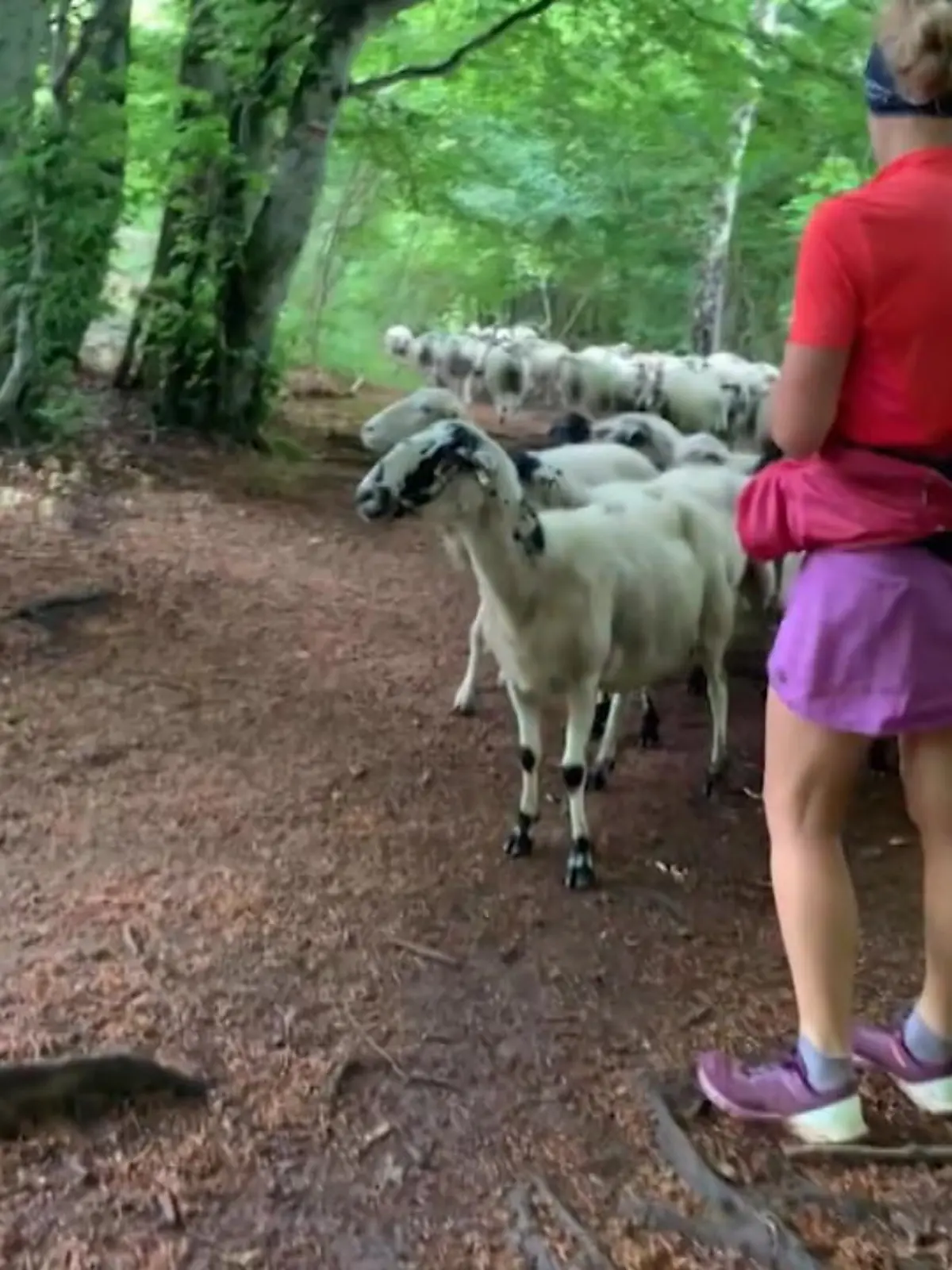 Im Psalm 23 der Bibel heißt es „Der Herr ist mein Hirte" - hier ist allerdings eine Frau die Hirtin , und das unfreiwillig! Schaut man sich nämlich die Kleidung der Dame an , fällt auf, dass sie Sport-Klamotten trägt. Sie wollte in einem ruhigen Wäldchen in Frankreich Joggen gehen, als die Schafsherde sie anscheinend zu ihrer Anführerin gemacht hat.