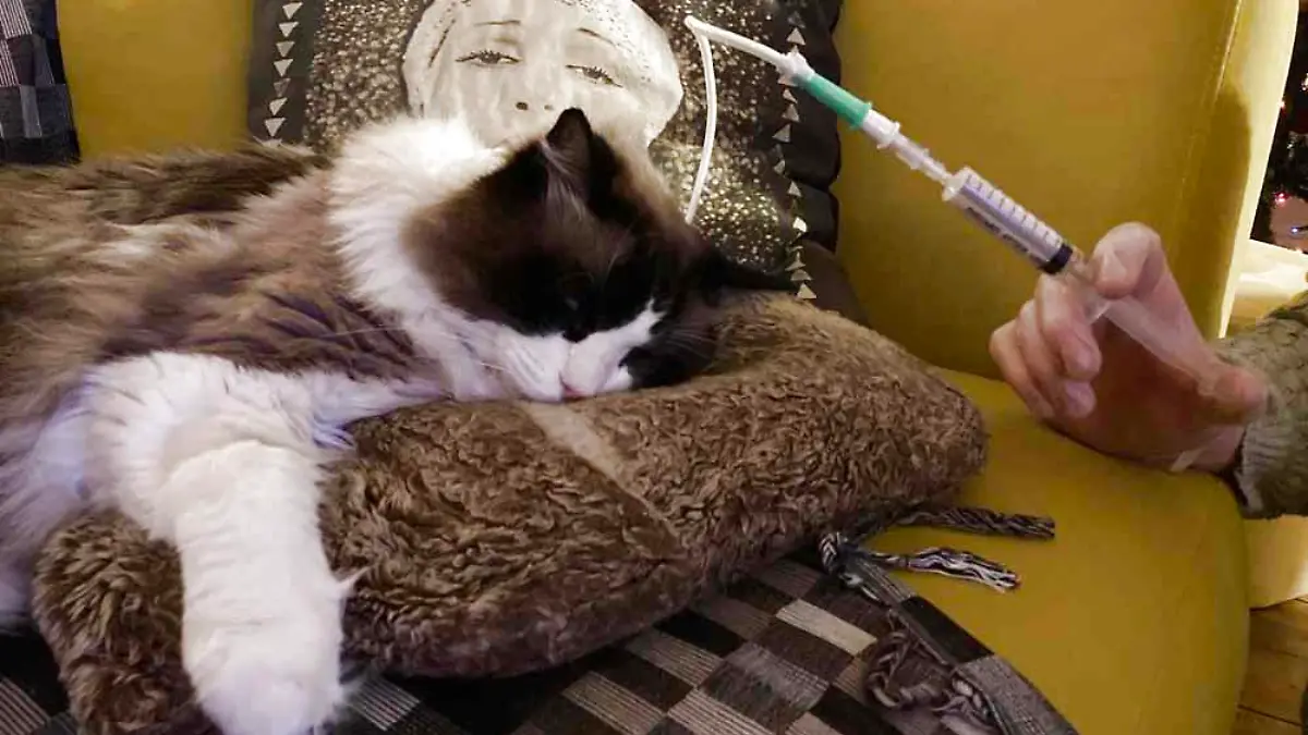 Long Covid? Bruce, der Kater von Catherine Watson und Gordon MacKinnon aus Glasgow, kann nicht mehr schmecken und riechen  --  SONDERKONDITIONEN: Satzpreis! Bruce, pictured here with his feeding tube, tested positive for the antibodies against the Delta variant of Covid-19 (Collect/PA Real Life).

Scottish couple believe their cat is first feline in the world to have suffered long Covid after losing his sense of taste and smell when he had the virus

A Scottish couple have told how they believe their cat could be the first feline in the world to have suffered long Covid after losing his sense of taste and smell when he contracted the virus.
 
Catherine Watson, 47, an account manager and her music producer partner Gordon MacKinnon, 50, who live in Glasgow, were horrified when their cat Bruce lost these vital senses after catching the coronavirus and became so gravely ill he needed to be fed through a tube for over a month.
 
The vaccinated couple, who had mild Covid in late November 2021, feel sure they passed it on to Bruce, a house cat, while they were isolating, and had to spend two and a half hours a day feeding their pet through a tube in his neck until he finally started to nibble food again in early January.
 
Bruce, an eight-year-old Ragdoll cat, did have Covid, as was proved by a blood test conducted by Margaret Hosie,  Professor of Comparative Virology at the University of Glasgow - and though the expert cannot say he had long Covid, she has confirmed she has not seen any other reports of cats losing their sense of taste and smell.
 
Now Catherine - who, like Gordon, is convinced Bruce did have long Covid -  wants to warn other cat owners who catch the virus to avoid their pets.
 
Remembering how unwell Bruce became, she said: ?It was such a scary time. Bruce was so listless, ill and just wouldn't eat a thing. We now know that's because he couldn't smell or taste - a very dangerous thing for cats.
 
"Bruce was ill for so long. Professor Hosie, an expert in the field, says this is the first time she's even seen this symptom - loss of smell and taste - in cats."
 
Catherine had no idea that Bruce and his brother Bernie were in any danger when she and Gordon had mild Covid and cuddled them on the sofa while isolating.
 
She said:  ?I want people to know to be careful and keep your distance from your cats if you get Covid. Bruce could have died.?
 
Catherine and Gordon had given a home to Bernie and Bruce just before the first lockdown began.
