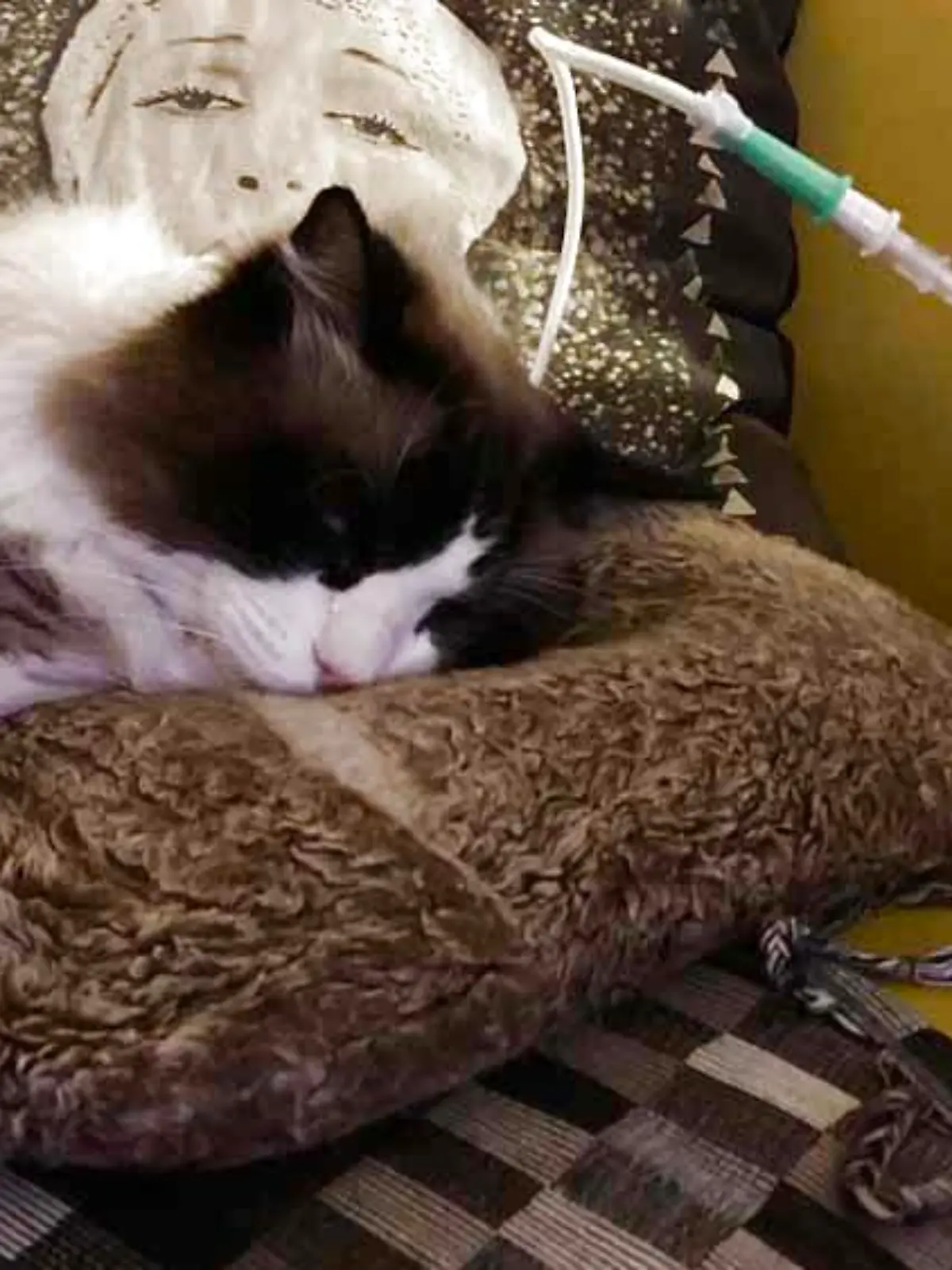 Long Covid? Bruce, der Kater von Catherine Watson und Gordon MacKinnon aus Glasgow, kann nicht mehr schmecken und riechen -- SONDERKONDITIONEN: Satzpreis! Bruce, pictured here with his feeding tube, tested positive for the antibodies against the Delta variant of Covid-19 (Collect/PA Real Life).
Scottish couple believe their cat is first feline in the world to have suffered long Covid after losing his sense of taste and smell when he had the virus
A Scottish couple have told how they believe their cat could be the first feline in the world to have suffered long Covid after losing his sense of taste and smell when he contracted the virus.
Catherine Watson, 47, an account manager and her music producer partner Gordon MacKinnon, 50, who live in Glasgow, were horrified when their cat Bruce lost these vital senses after catching the coronavirus and became so gravely ill he needed to be fed through a tube for over a month.
The vaccinated couple, who had mild Covid in late November 2021, feel sure they passed it on to Bruce, a house cat, while they were isolating, and had to spend two and a half hours a day feeding their pet through a tube in his neck until he finally started to nibble food again in early January.
Bruce, an eight-year-old Ragdoll cat, did have Covid, as was proved by a blood test conducted by Margaret Hosie, Professor of Comparative Virology at the University of Glasgow - and though the expert cannot say he had long Covid, she has confirmed she has not seen any other reports of cats losing their sense of taste and smell.
Now Catherine - who, like Gordon, is convinced Bruce did have long Covid - wants to warn other cat owners who catch the virus to avoid their pets.
Remembering how unwell Bruce became, she said: ?It was such a scary time. Bruce was so listless, ill and just wouldn't eat a thing. We now know that's because he couldn't smell or taste - a very dangerous thing for cats.
"Bruce was ill for so long. Professor Hosie, an expert in the field, says this is the first time she's even seen this symptom - loss of smell and taste - in cats."
Catherine had no idea that Bruce and his brother Bernie were in any danger when she and Gordon had mild Covid and cuddled them on the sofa while isolating.
She said: ?I want people to know to be careful and keep your distance from your cats if you get Covid. Bruce could have died.?
Catherine and Gordon had given a home to Bernie and Bruce just before the first lockdown began.