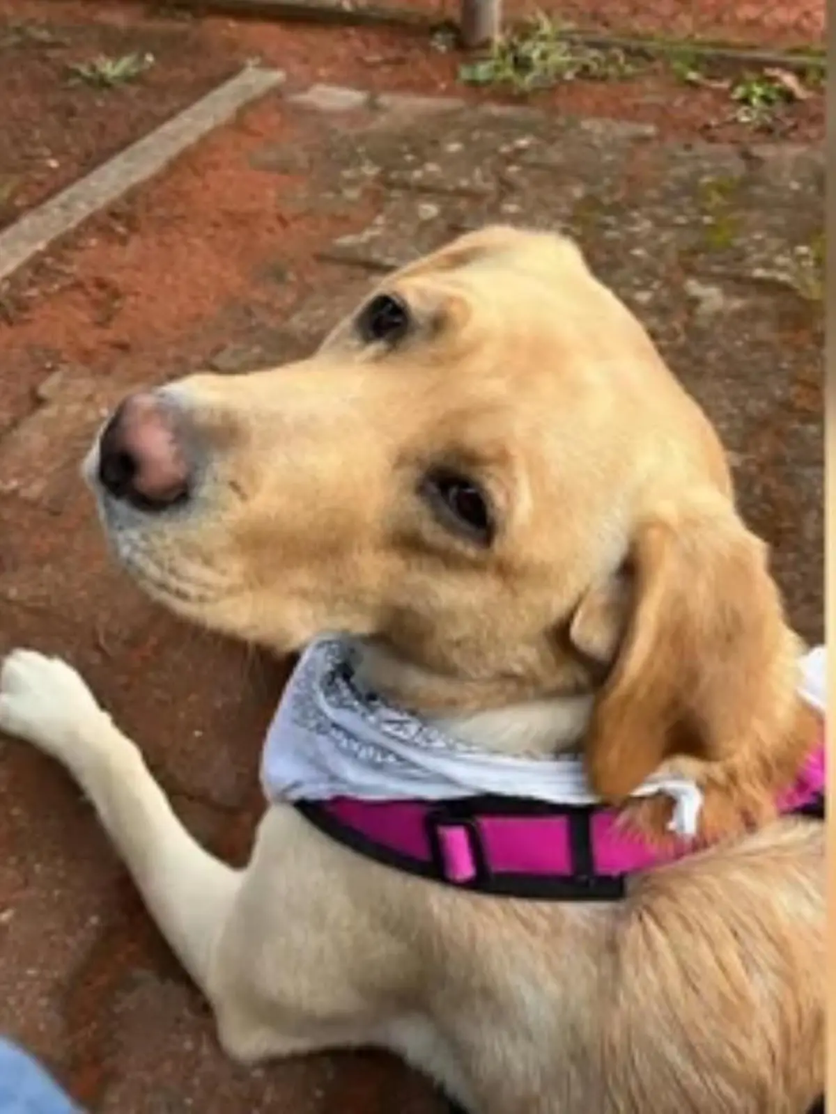 Diese Hundeköder waren nicht nur schädlich, sie waren tödlich! Auch Lucy, der anderthalbjährige Labrador der Familie di Meo, wollte eigentlich wie jeden Morgen auf der Frankfurter Wiese herumtollen – doch nur wenige Stunden nach ihrem Spaziergang ist Lucy tot. Ihre Familie ist fassungslos. Wie groß die Trauer ist und welche Spuren es auf den feigen und perfiden Täter gibt – im Video!