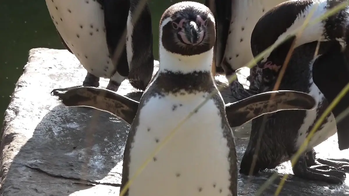 Neugieriger Neuzugang im Krefelder Zoo: Humboldt Pinguin Kevin