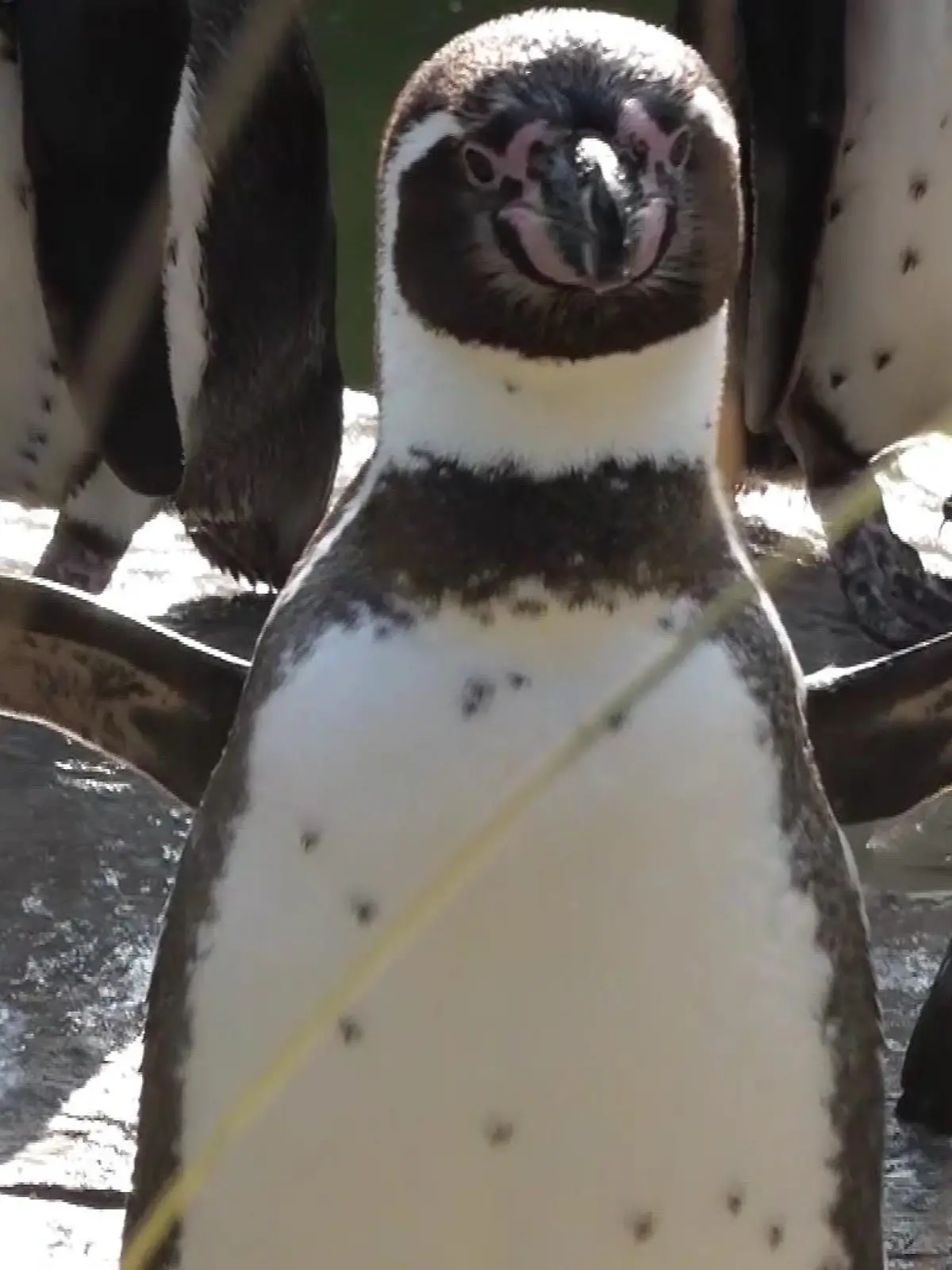 Neugieriger Neuzugang im Krefelder Zoo: Humboldt Pinguin Kevin