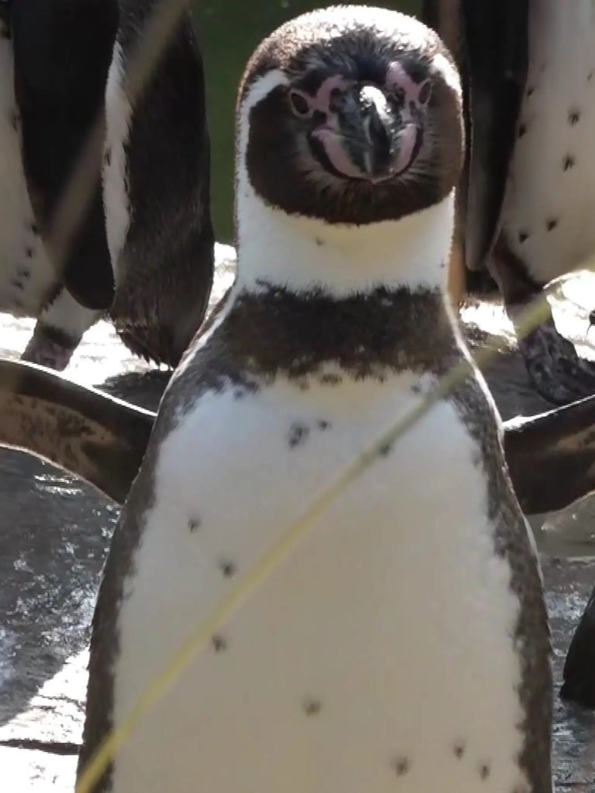 Neugieriger Neuzugang im Krefelder Zoo: Humboldt Pinguin Kevin