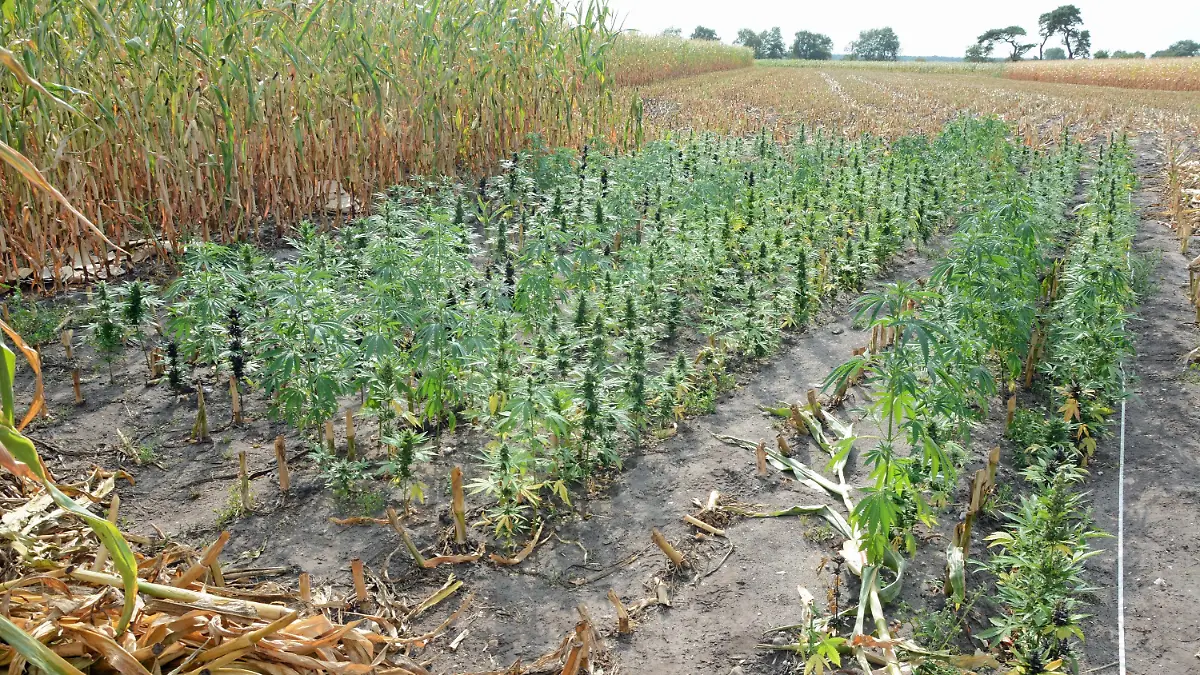 20220920_Cannabis-Plantage Hollenseth