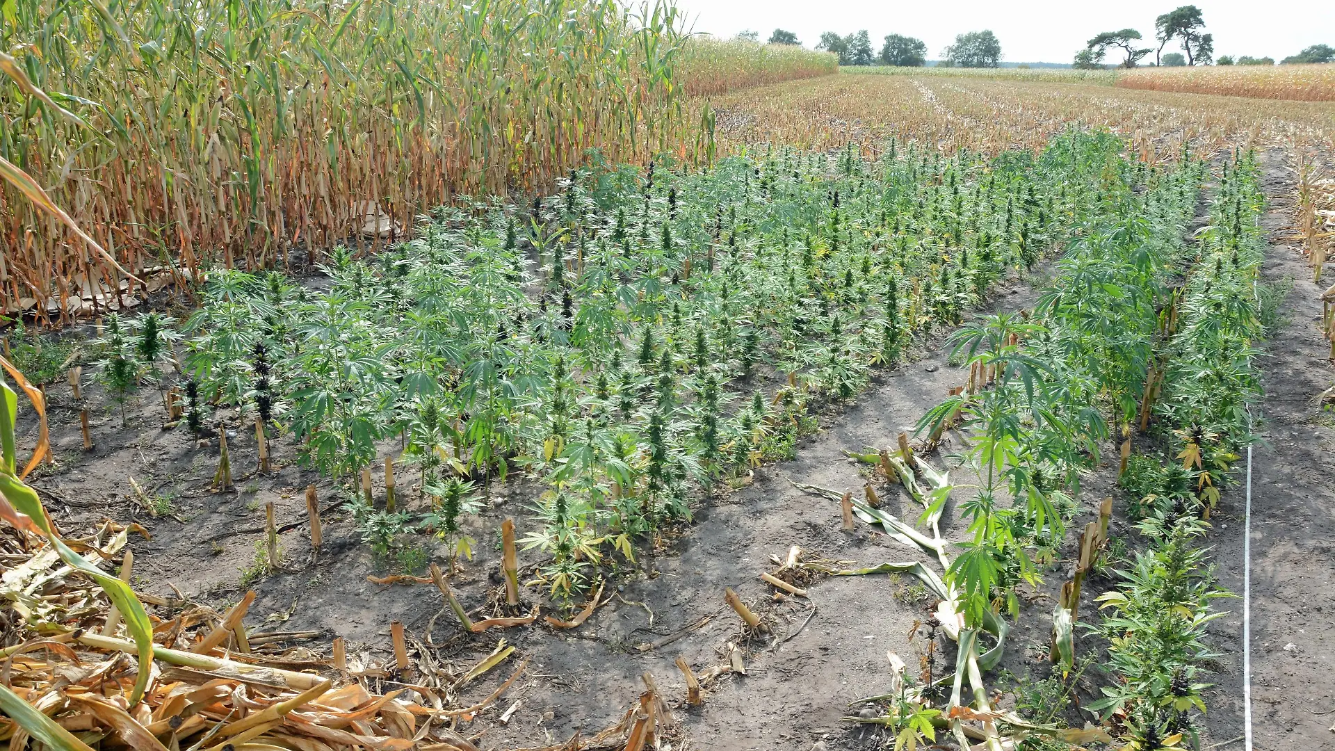 20220920_Cannabis-Plantage Hollenseth