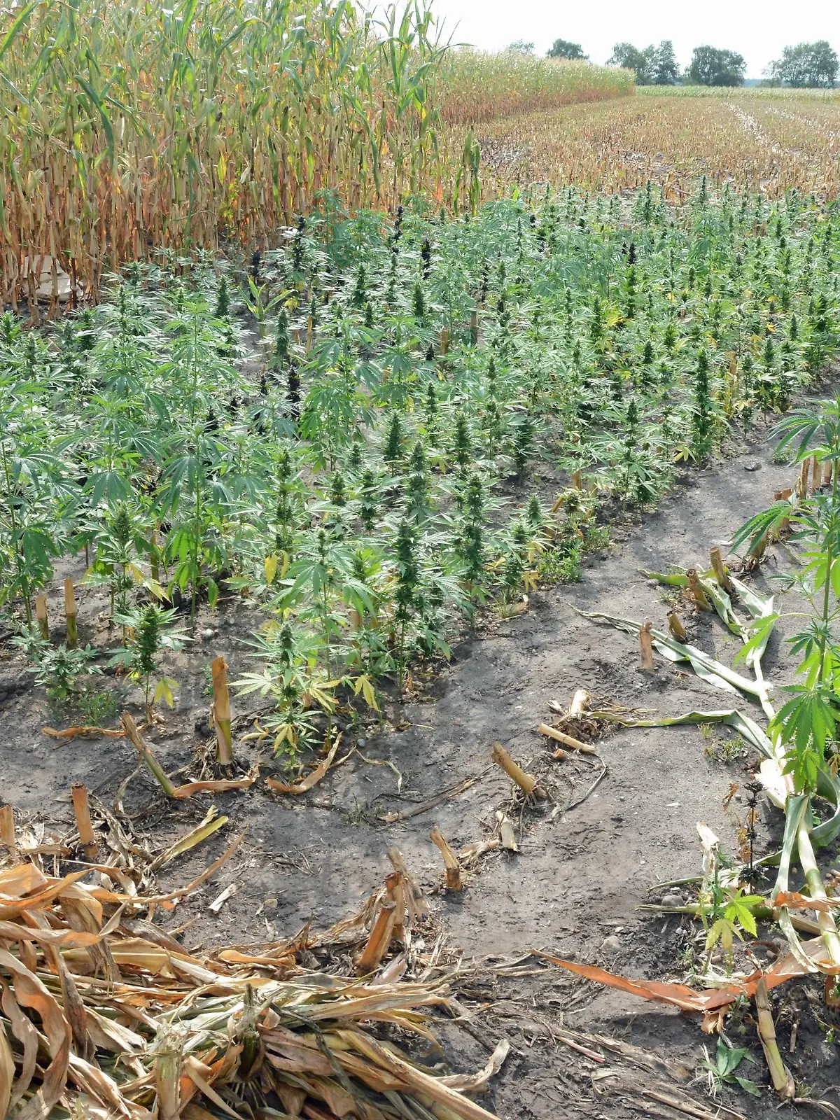 20220920_Cannabis-Plantage Hollenseth