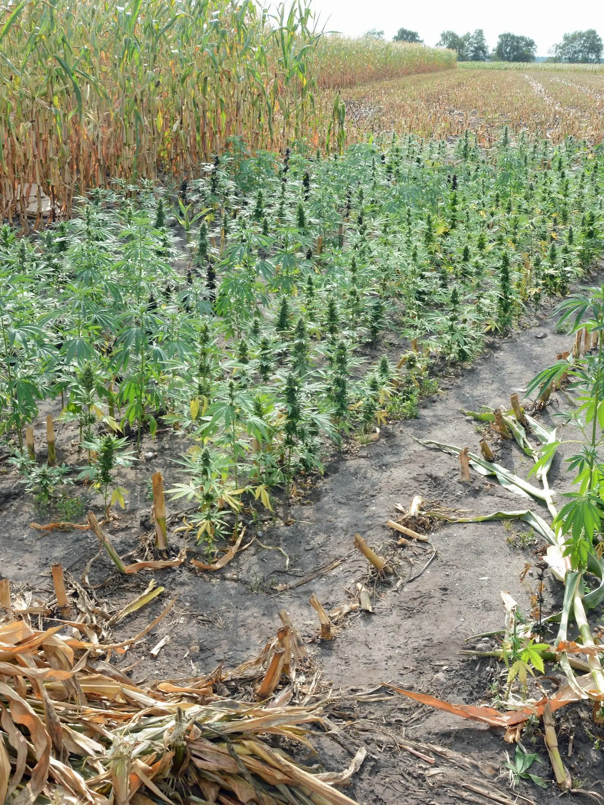 20220920_Cannabis-Plantage Hollenseth