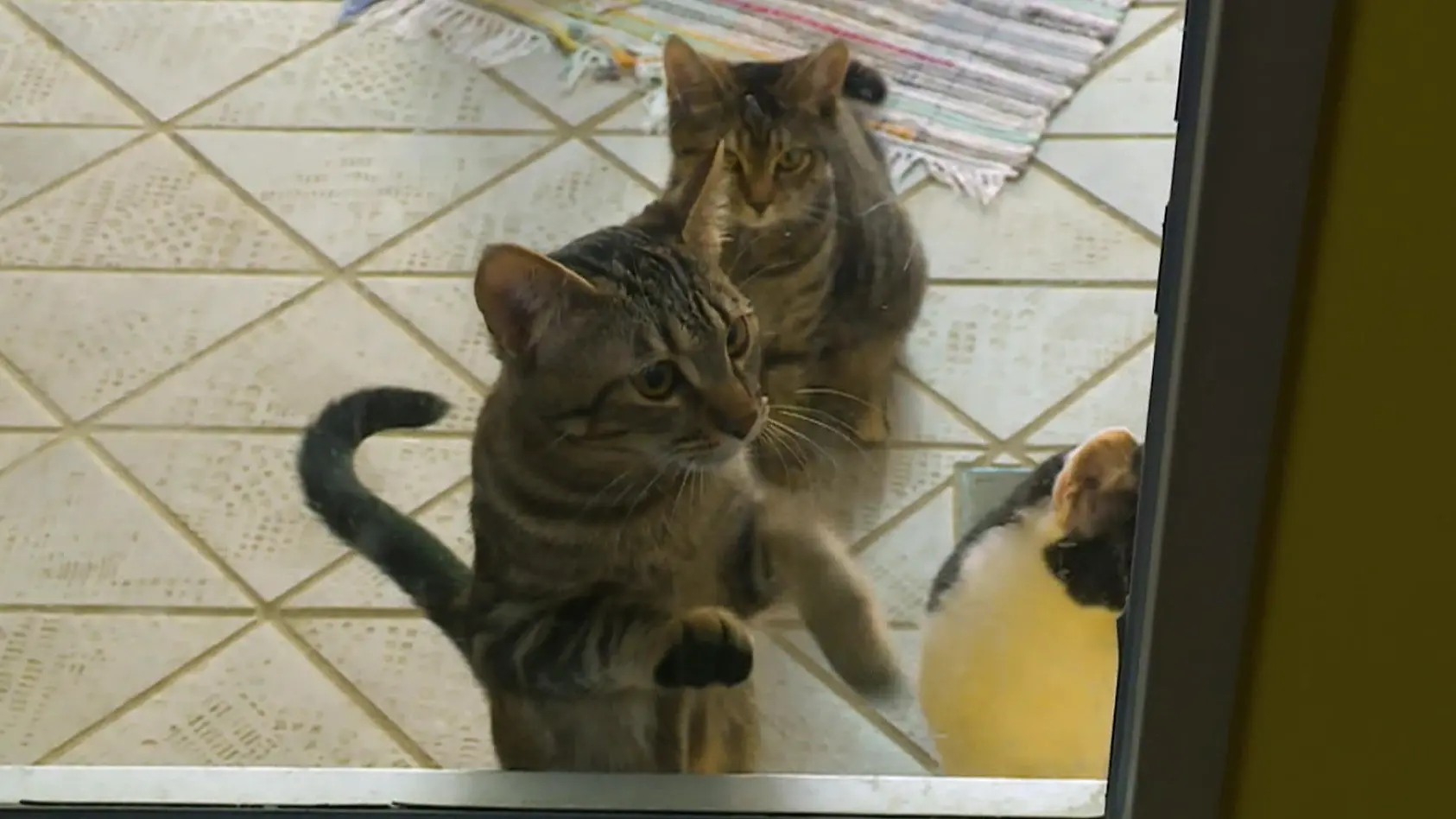 Deutsche Tierheime versinken im Chaos!