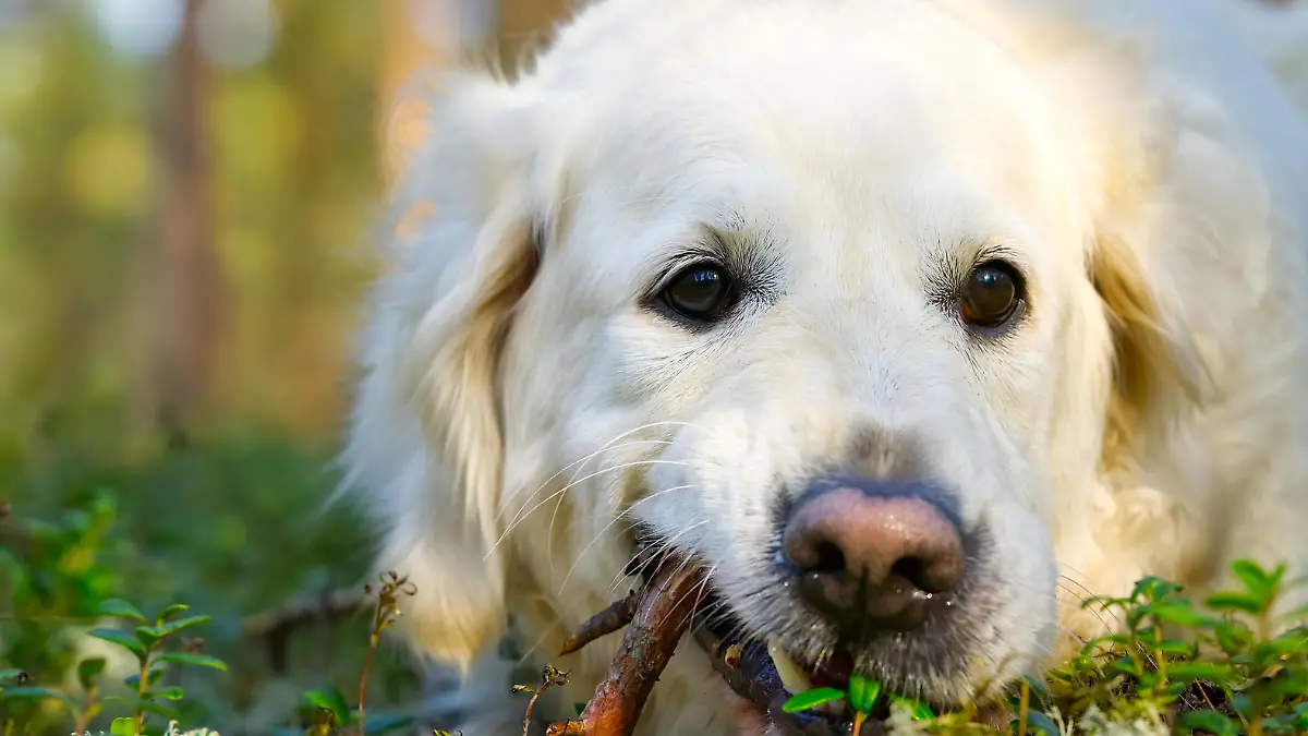 Golder Retreiver dog, in the park, smiling, laying around. Retriever dog