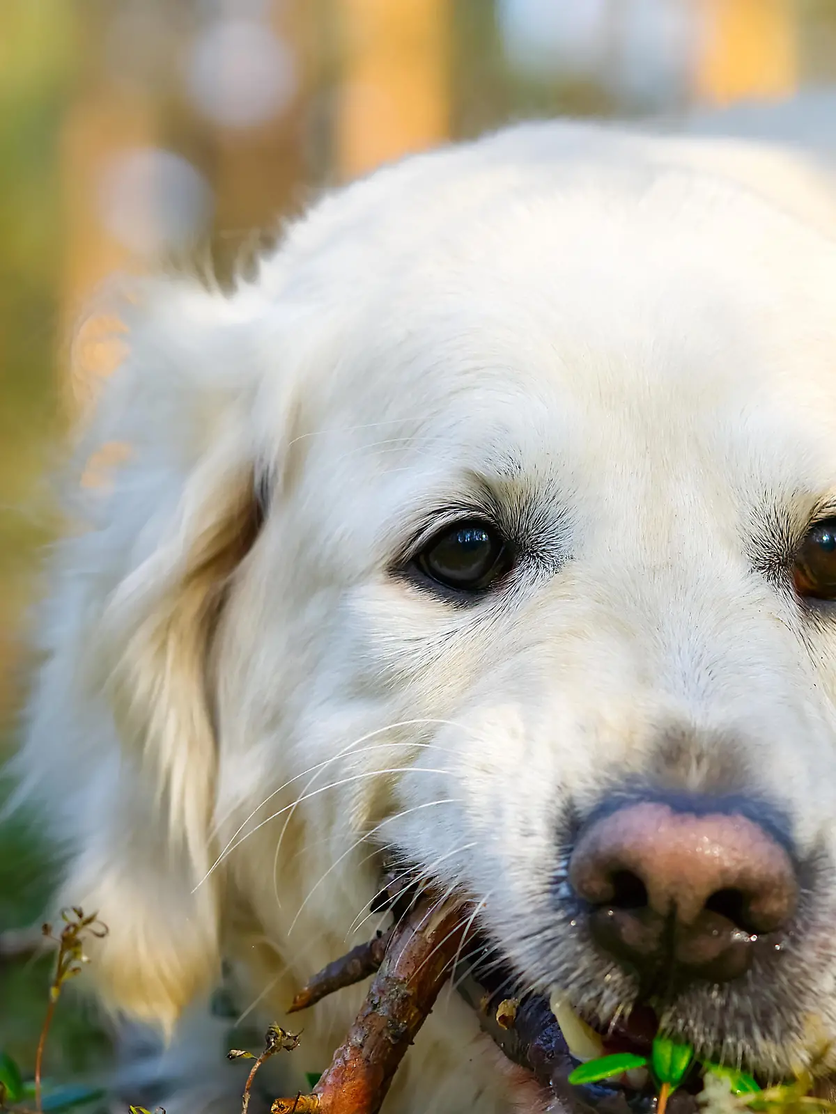 Golder Retreiver dog, in the park, smiling, laying around. Retriever dog