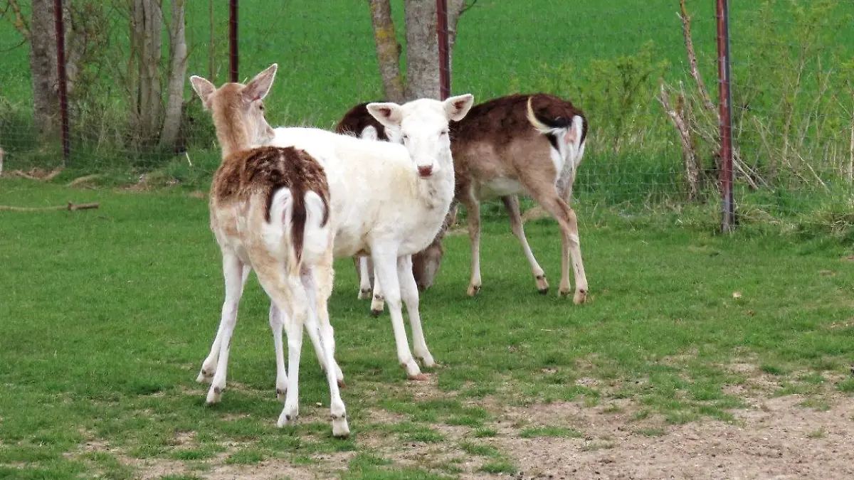 Weißes Damwild