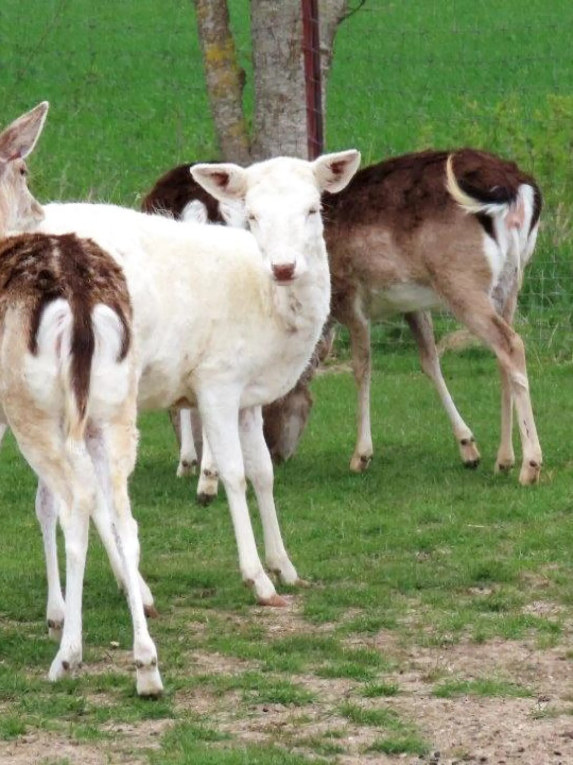 Weißes Damwild