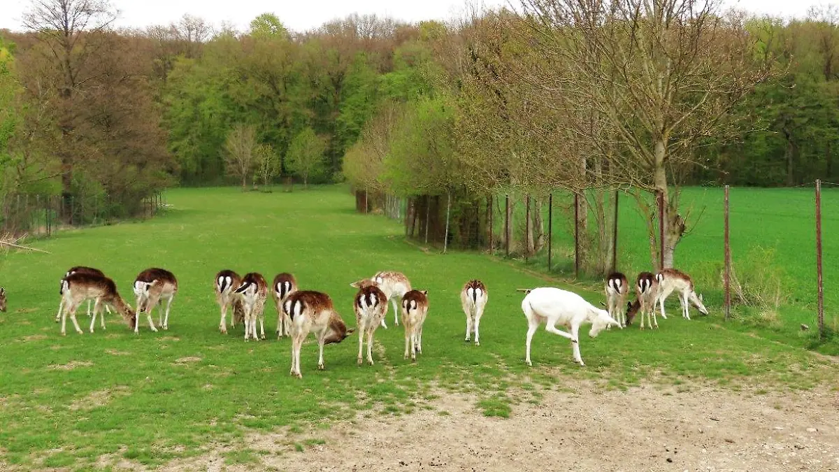 Weißes Damwild
