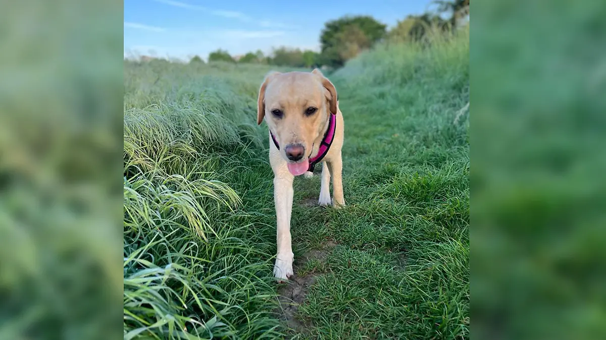 Auch sie starb an den Folgen des Giftköders: Die Labrador-Hündin Lucy der Familie Di Meo war erst ein Jahr alt.