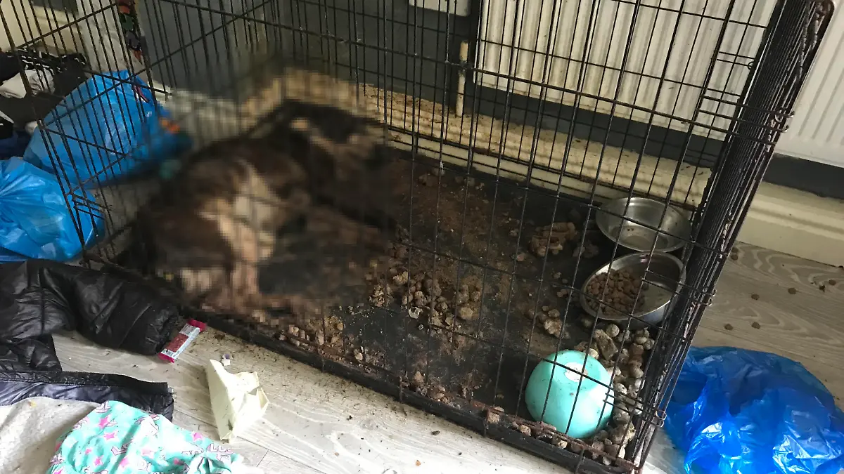 Hündin Daisy starb einen qualvollen Tod. Ihr Frauchen darf nun 10 Jahre keine Tiere mehr halten.