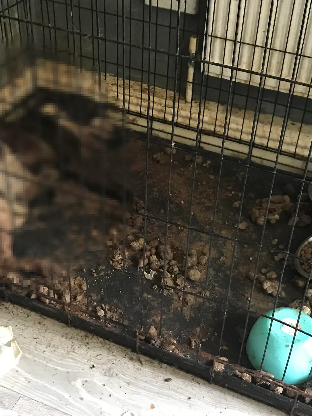 Hündin Daisy starb einen qualvollen Tod. Ihr Frauchen darf nun 10 Jahre keine Tiere mehr halten.
