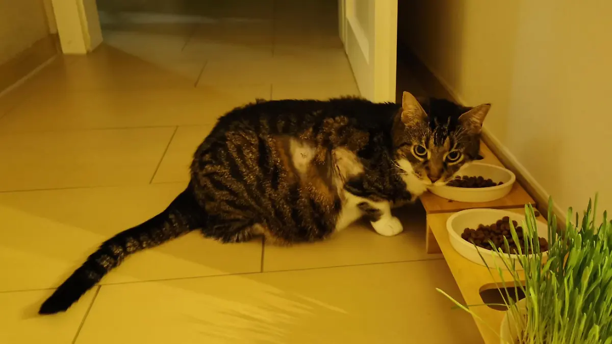 Katze Neelix erholt sich langsam.