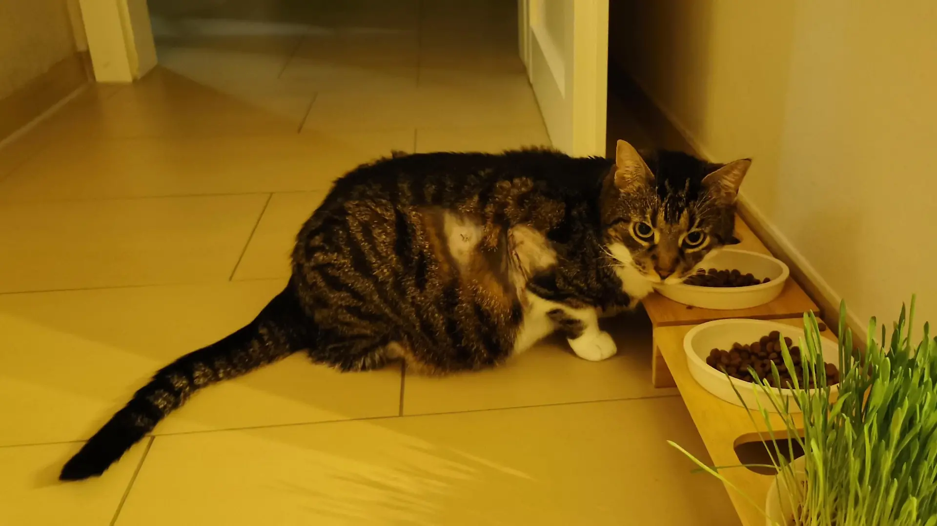 Katze Neelix erholt sich langsam.