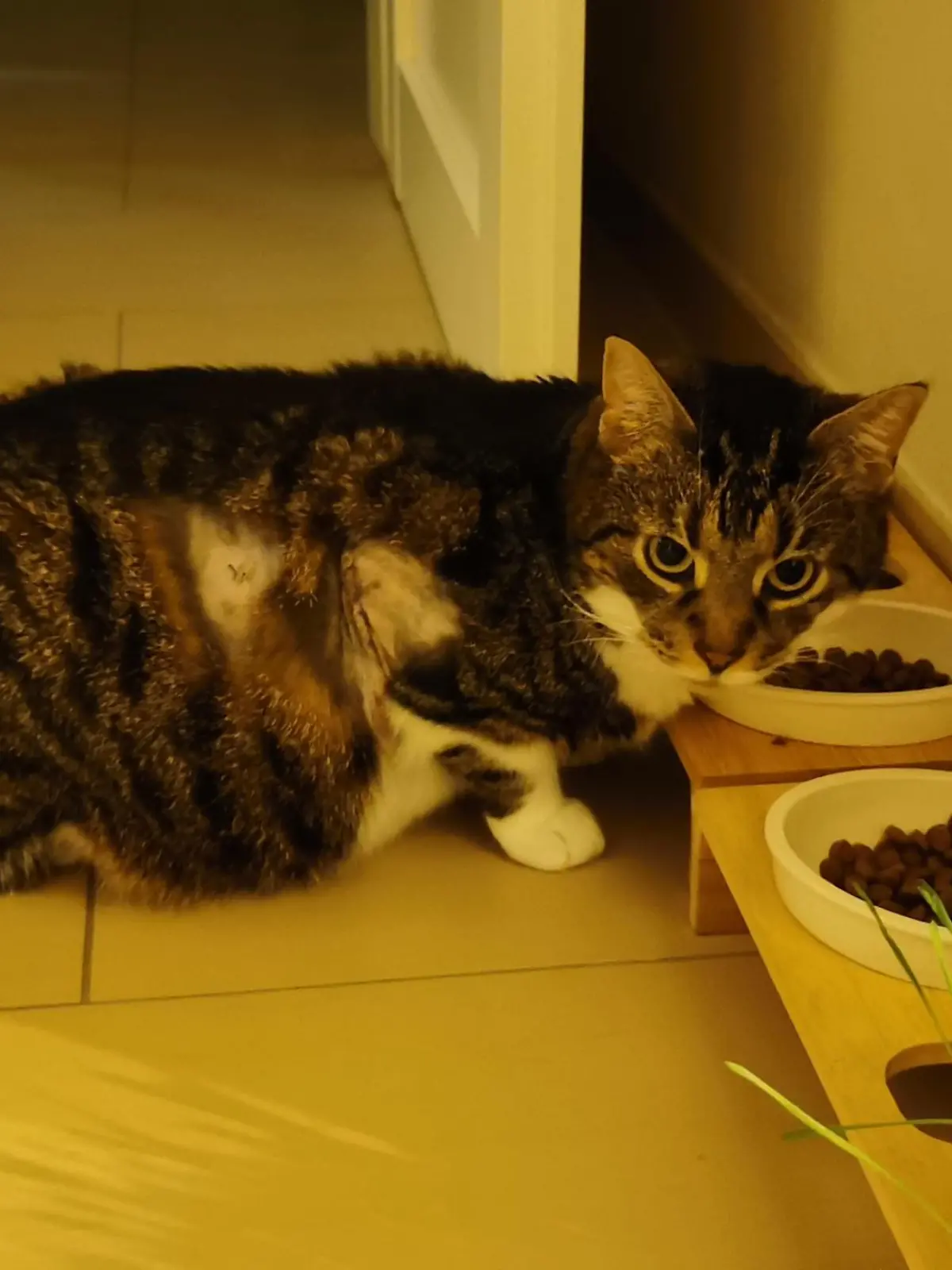 Katze Neelix erholt sich langsam.