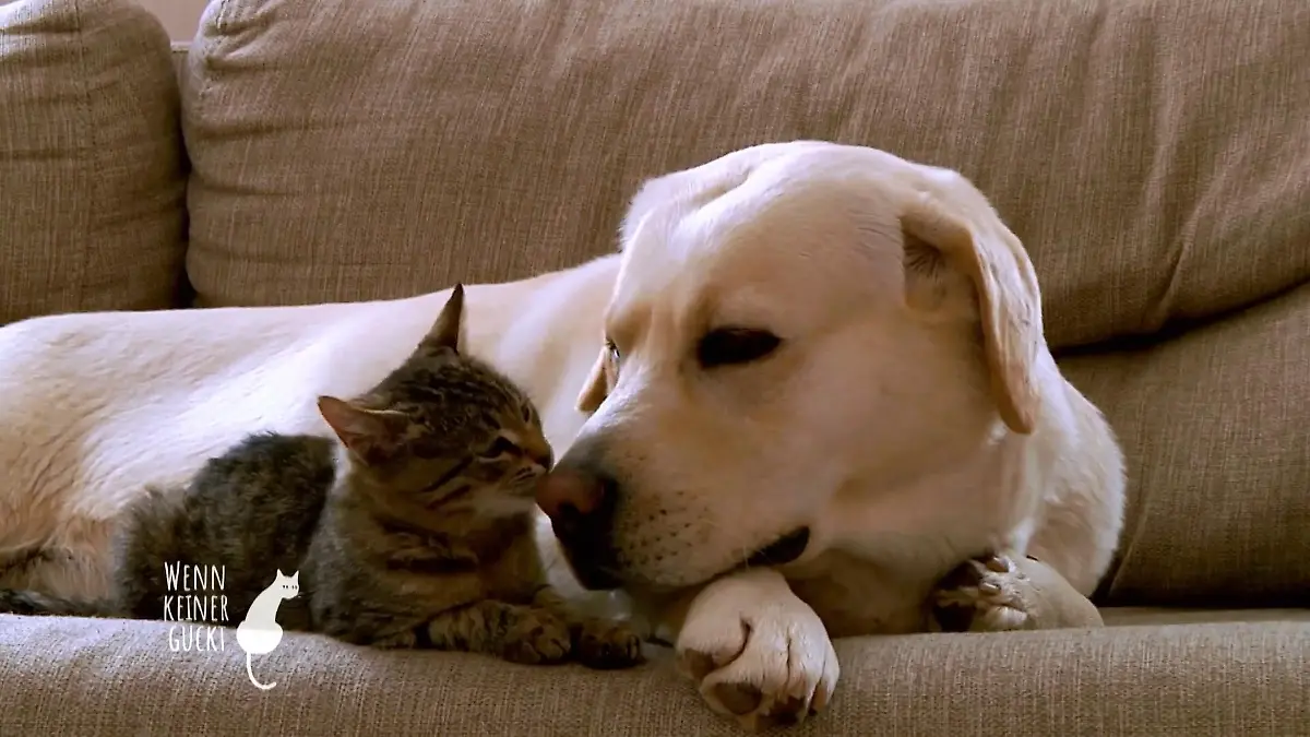 Wie verstehen sich Hund und Katze? Leicht erklärt