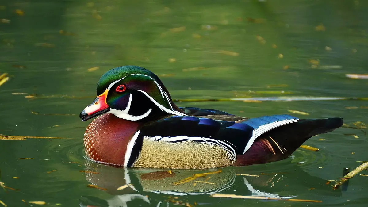 Bei einer Brautente wurde im Tierpark Jaderberg die Vogelgrippe nachgewiesen. (Symbolbild)