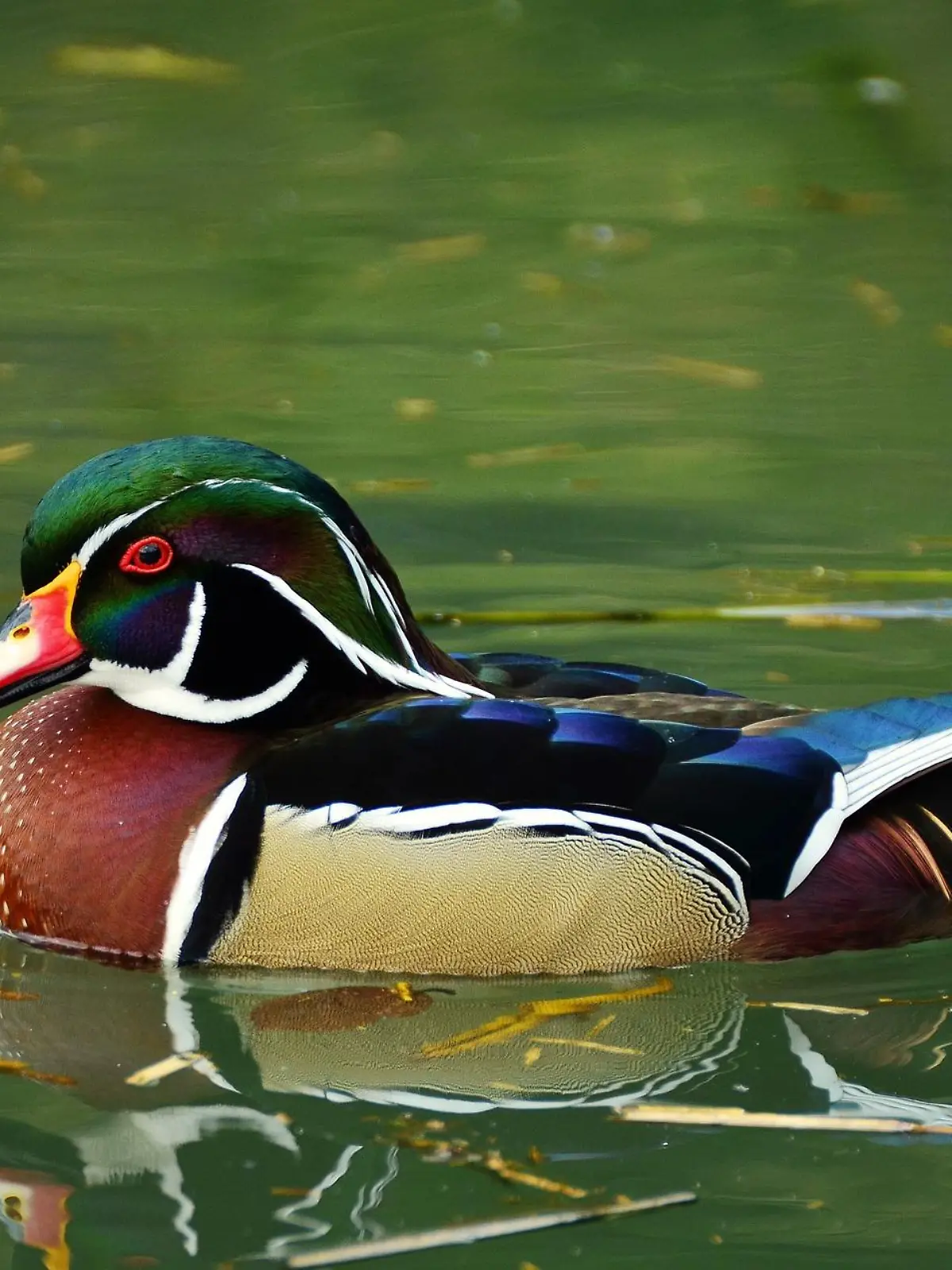 Bei einer Brautente wurde im Tierpark Jaderberg die Vogelgrippe nachgewiesen. (Symbolbild)