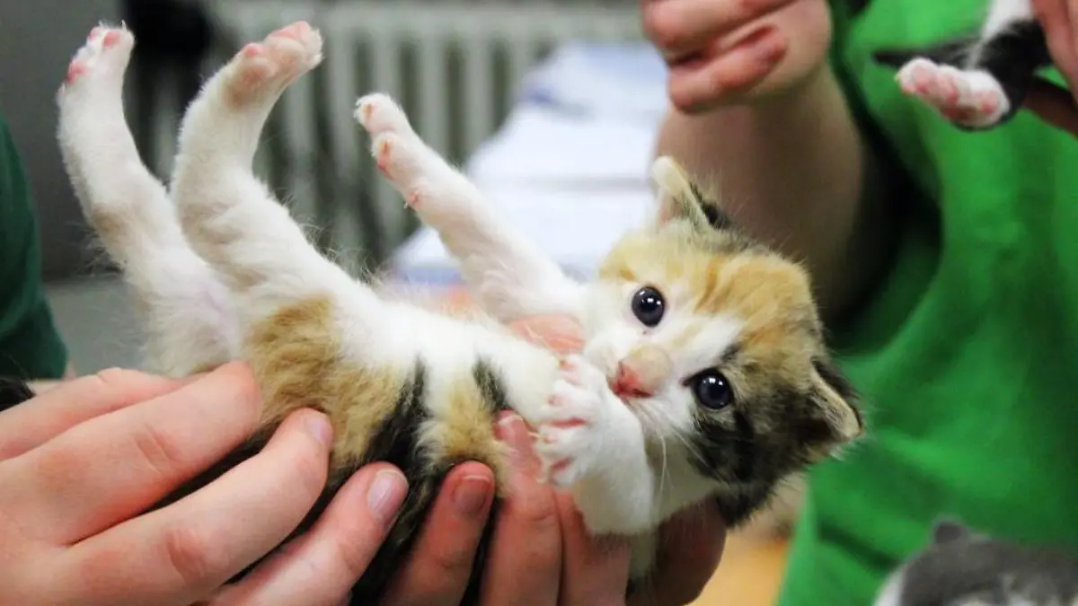 Diese und drei weitere Katzenjungen wurden mit nur vier Wochen ausgesetzt.