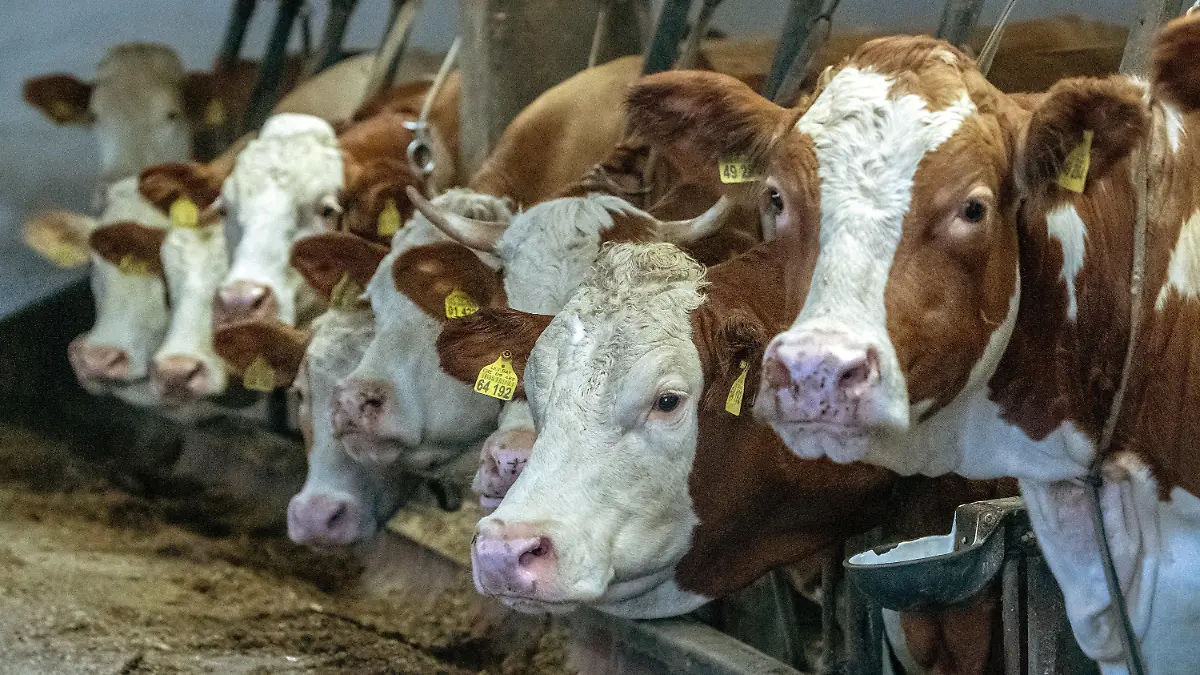 23.01.2019, Bayern, Geisenhausen: Kühe stehen in einem Stall. Seit knapp drei Monaten ist eine Kuh von dem Hof entlaufen und seitdem in einem Wald in Niederbayern unterwegs. (zu dpa "Entlaufene Kuh trotzt dem Winterwetter" vom 24.01.2019) Foto: Armin Weigel/dpa +++ dpa-Bildfunk +++