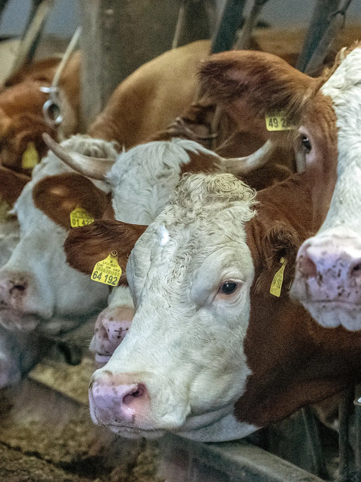 23.01.2019, Bayern, Geisenhausen: Kühe stehen in einem Stall. Seit knapp drei Monaten ist eine Kuh von dem Hof entlaufen und seitdem in einem Wald in Niederbayern unterwegs. (zu dpa "Entlaufene Kuh trotzt dem Winterwetter" vom 24.01.2019) Foto: Armin Weigel/dpa +++ dpa-Bildfunk +++
