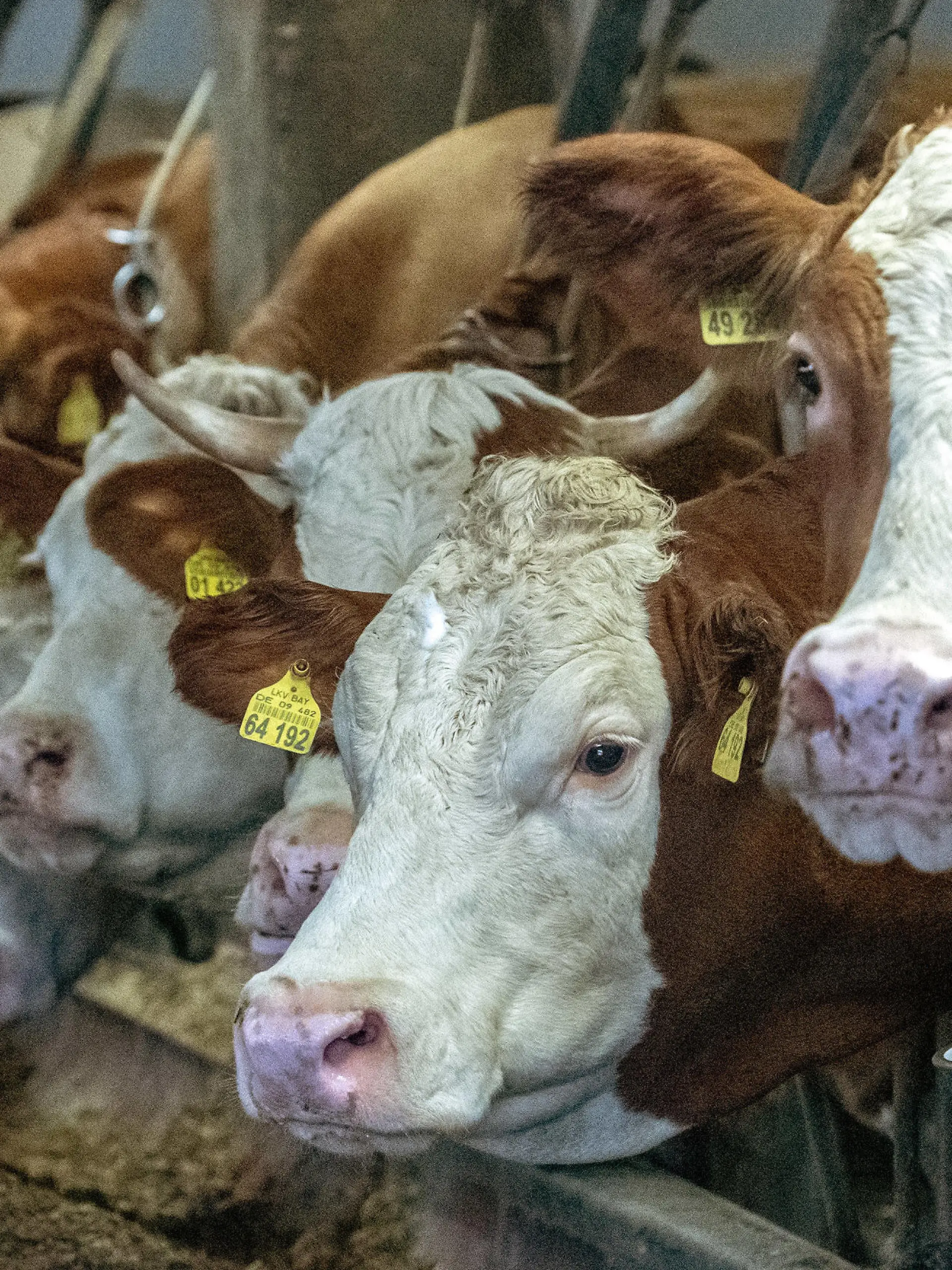 23.01.2019, Bayern, Geisenhausen: Kühe stehen in einem Stall. Seit knapp drei Monaten ist eine Kuh von dem Hof entlaufen und seitdem in einem Wald in Niederbayern unterwegs. (zu dpa "Entlaufene Kuh trotzt dem Winterwetter" vom 24.01.2019) Foto: Armin Weigel/dpa +++ dpa-Bildfunk +++