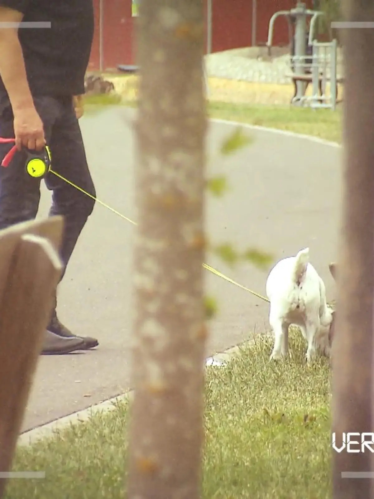 Häufchenstreik im Eifeldorf Hellenthal in NRW! Denn da scheren sich Hundebesitzer offenbar einen Dreck um die Hinterlassenschaften ihrer Vierbeiner. Bürgermeister Rudolf Westerburg ist deswegen der Geduldsfaden gerissen: Er lässt die Pflegearbeiten an öffentlichen Grünflächen und Beeten bis vorerst Ende Juni einstellen. Zu dieser drastischen Maßnahme sehe er sich gezwungen, da er es den Beschäftigten des Bauhofs nicht mehr zumuten könne, die Flächen zu pflegen, da sie den ekelerregenden und darüber hinaus auch gesundheitsgefährdenden Hinterlassenschaften der Hunde nicht mehr ausweichen könnten. Aber wie konnte es bitte so weit kommen? Wir haben uns eingeschaltet! Ob unser Reporter Max Fassbender für Sauberkeit und Ordnung sorgen kann? Das sehen Sie im Video!