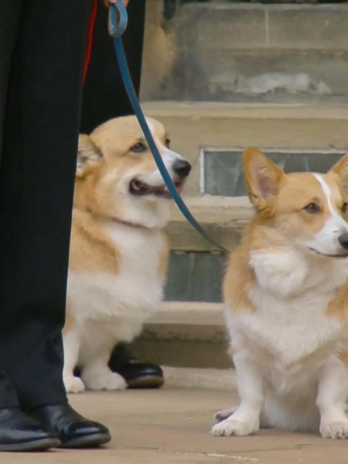 Die Corgis der Queen beim Staatsbegräbnis