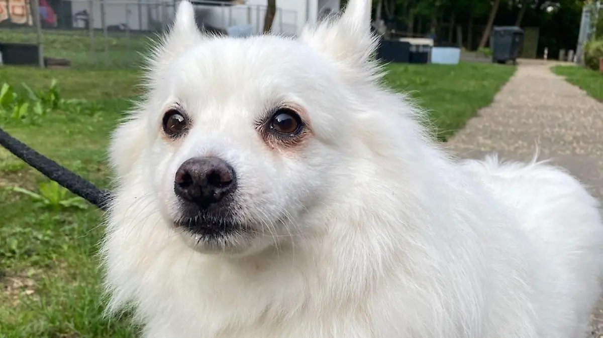 Hund Asti